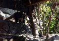 Mexican version of a racoon